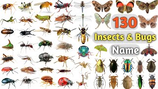 Insects amp Bugs Vocabulary ll About 150 Insects amp Bugs names In English With Pictures ll Insects Name [upl. by Ocirred]