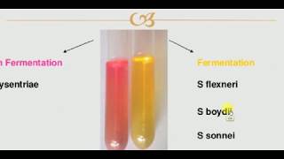 Microbiology  1  BAC  SHIGELLA [upl. by Amri]