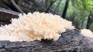 gombavideo Coral tooth mushroom  Hericium coralloides  PETREZSELYEMGOMBA [upl. by Ojillib]