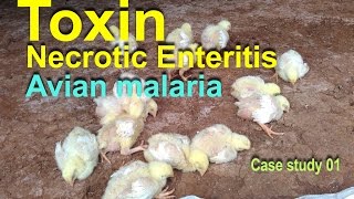 Poultry Farming  Toxin Necrotic Enteritis Avian Malaria Poultry Diseases case 001 [upl. by Leeban]