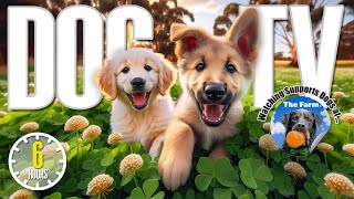 Dog TV for Dogs to Watch 🐶 Entertainment for Dogs 🎵 Relaxing Dog Music amp Anti Anxiety Dog Home Alone [upl. by Perni]