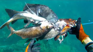 Spearfishing Eden South Coast NSW [upl. by Jason]