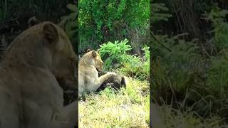 wildanimals lions attack edit [upl. by Tewfik]