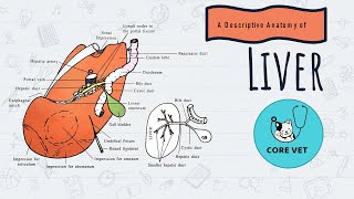 Anatomical Description Of LiverCattle  Splanchnology  Veterinary Anatomy [upl. by Repsihw]