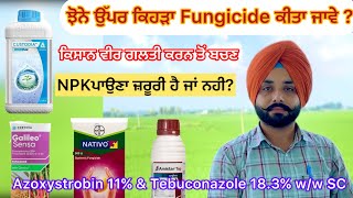 Azoxystrobin 11 amp Tebuconazole 183 ww SC ਝੋਨੇ ਉੱਪਰ ਕਿਹੜੀ ਫੰਗੀਸਾਈਡ ਕੀਤੀ ਜਾਵੇ  khetibadi paddy [upl. by Artemus]