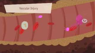 Hemostasis Coagulation and Fibrinolisis [upl. by Einnej]