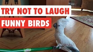 Try Not To Laugh  Funny Birds Video Compilation [upl. by Lind]