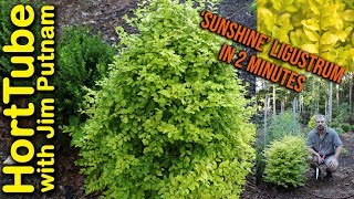 Sunshine Ligustrum in 2 Minutes💛🌿 [upl. by Rudolph]