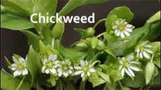 Benefits of Chickweed [upl. by Balkin]