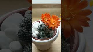 Sulcorebutia Heliosoides Сулкоребуция ХЕЛИОСОИДЕС cactus кактус kaktus [upl. by Anauqaj801]