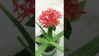 Propagation of Ixora coccinea flowers by tops shorts [upl. by Isolt]