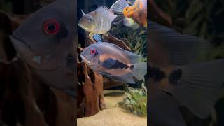 The Uaru Cichlids in the 180 Gallon Tank [upl. by Idram]