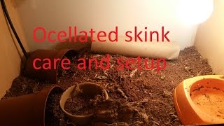 ocellated skink setup and care [upl. by Hillery]