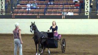 illinois state fair Saddlebred horse show [upl. by Mihalco]