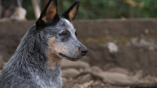 Everything You Need to Know About Australian Cattle Dogs [upl. by Meli244]