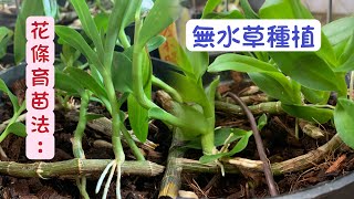 ＃蘭花枝條育苗法—【大量繁殖石斛蘭】幼苗栽培＃無水草種植｜剪枝育苗 施肥 養護 aphyllum Planting potted plants [upl. by Erlond]