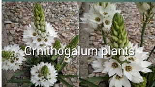 How to grow n care of Ornithogalum plantsChincherincheeOrnithoqalum youtubeshorts shortvideo [upl. by Werner182]