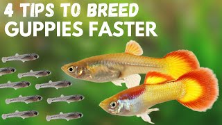 4 Tips To Breed Guppy Fish Faster  Easy Quick and Get More Fry [upl. by Matheny69]