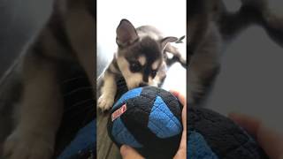 alpha Alaskan Klee Kai  Miniature Husky  Ep3 [upl. by Hakilam]