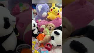 Puppy Learning to Jump First Attempts and Cuteness puppy funny pets cute [upl. by Drucy]