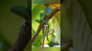 Basilisk Lizard Explained 🦎🌿🔥 sciencelizardexplainedbasilisktreefacts watersandplantfyp [upl. by Neram]