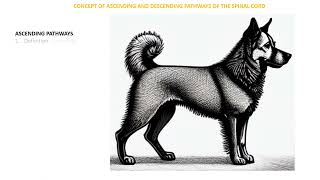 Spinal Cord Ascending and Descending pathways [upl. by Roby]