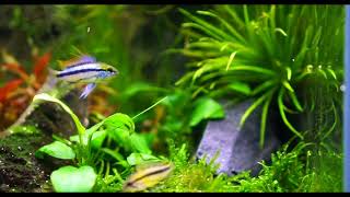 Apistogramma trifasciata pair displaying [upl. by Alisan]