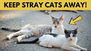 How To Get Rid Of Stray Cats Permanently Tried amp Tested [upl. by Tegirb]