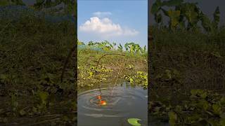 Catching big deshi fish by traditional hook trap in pond hookfishing catchfish fishing shorts [upl. by Smukler]