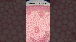 Monocot stem section [upl. by Burne]