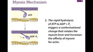 032Myosin Structure amp Function [upl. by Vieva]