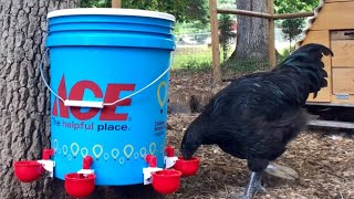 DIY So Easy Chicken Watering Barrel  No More Flowing Messy Bucket  Food Grade Chicken Waterer [upl. by Nahtnamas818]