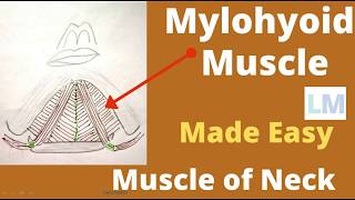 Mylohyoid muscle  Origin insertion nerve supply and actions  Mylohyoid muscle anatomy [upl. by Repsac481]