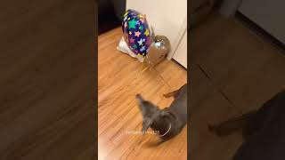 funnyanimal dog dogfunnyvideos [upl. by Wilma]