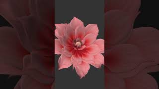 Blooming flower animation test  part 02 🌺 c4d 3dmodel 3danimation grow forester plugin [upl. by Ylicec987]