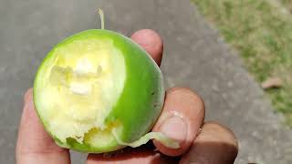 Araza Eugenia stipitata  tasting the seven flavours fruit [upl. by Assenad]