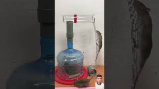 mouse fishing fish mousetrap cute rattrap rat pets mouserat cat [upl. by Llahsram]