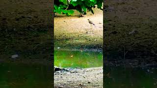 Eurasian stone curlew sound curlew birds shortvideo viralshorts running birds [upl. by Jud102]