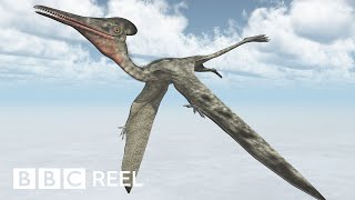 How to ride a pterosaur according to science  BBC REEL [upl. by Annoek]