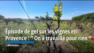 Épisode de gel sur les vignes en Provence  “ On a travaillé pour rien “ [upl. by Helbonia]