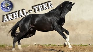 TOP Beautiful Akhal Teke Horse in the World [upl. by Iveson]