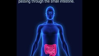 Location and Function of the Lacteals in the Small Intestine [upl. by Lalage]