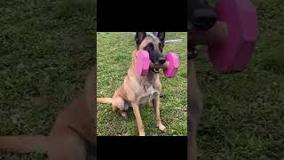 Watch this The Incredible Malinois Belgian Shepherd Dogs [upl. by Renick]