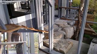 Uisge Beatha Clowder Catio Livestream 20230929 Windy so No Audio [upl. by Oberg]