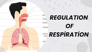 REGULATION OF RESPIRATION  NOTES  PHYSIOLOGY  NOTES  MBBS  BAMS  BHMS  BDS [upl. by Nileuqay]