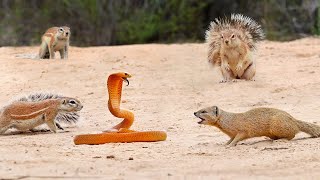 1 COBRA VERSUS 7 SQUIRRELS AND A MONGOOSE [upl. by Yelnoc]