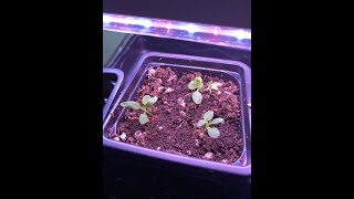 Potting up Tiny Petunias  Transplanting Seedlings to Bigger Pots shorts [upl. by Mariko]