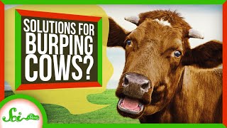 We May Have Solved Our Burping Cows Problem [upl. by Tanya]