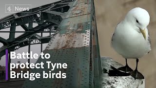 Battle to protect Tyne Bridge’s endangered residents for 100 year celebration [upl. by Leakcim888]