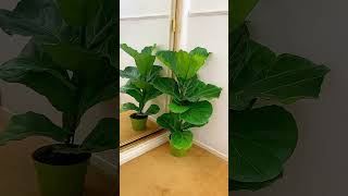 Ficus Lyrata plants ficusplant music indoorplants ficus [upl. by Eyatnod]